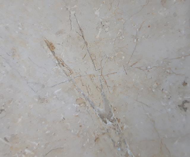 Hibolithes sp. (MONTFORT 1808) - Bild &copy; FossNet FossilienStore